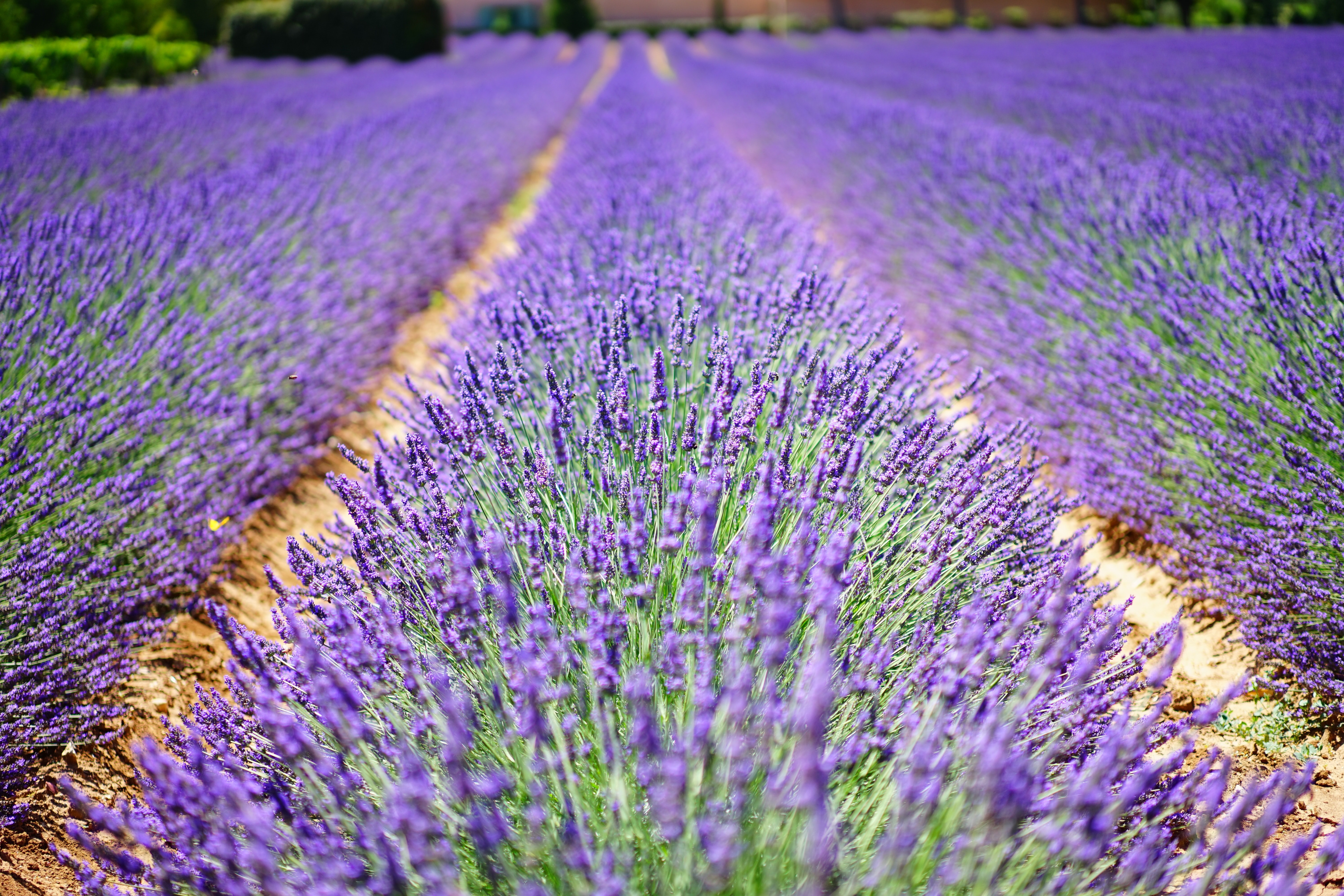 pelindaba lavender farm fields